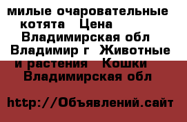 милые очаровательные  котята › Цена ­ 3 500 - Владимирская обл., Владимир г. Животные и растения » Кошки   . Владимирская обл.